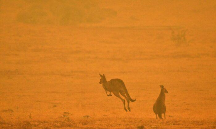 Push for Ban on Hunting Kangaroos in NSW