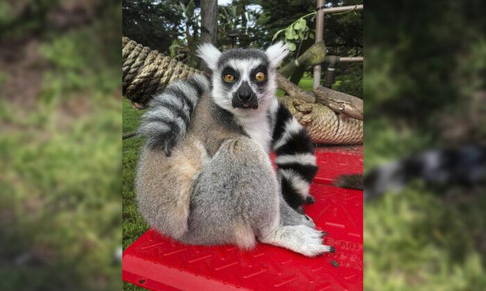 Boy, 5, Spots Endangered Lemur in School Playground After It Went Missing From Zoo