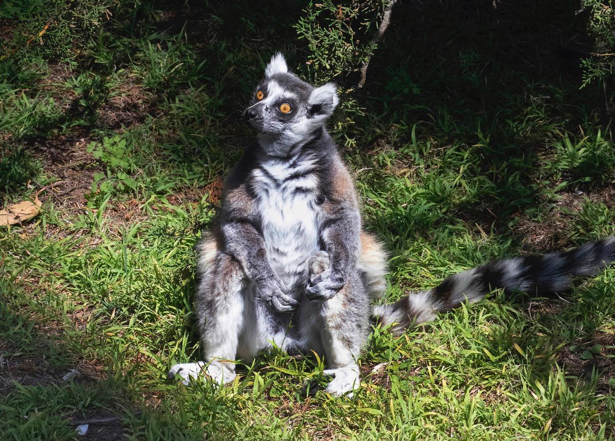 The undated photo of Maki the ring-tailed lemur. (Marianne V. Hale/San Francisco Zoo via AP)