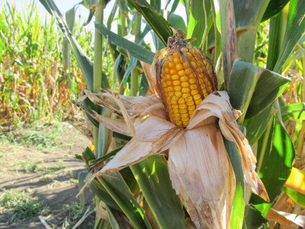 One of the many corn cobs that can be seen throughout the maze at Cool Patch Pumpkins in Dixon, Calif., on Oct. 24, 2020. The corn will be harvested in November. (Ilene Eng/The Epoch Times)