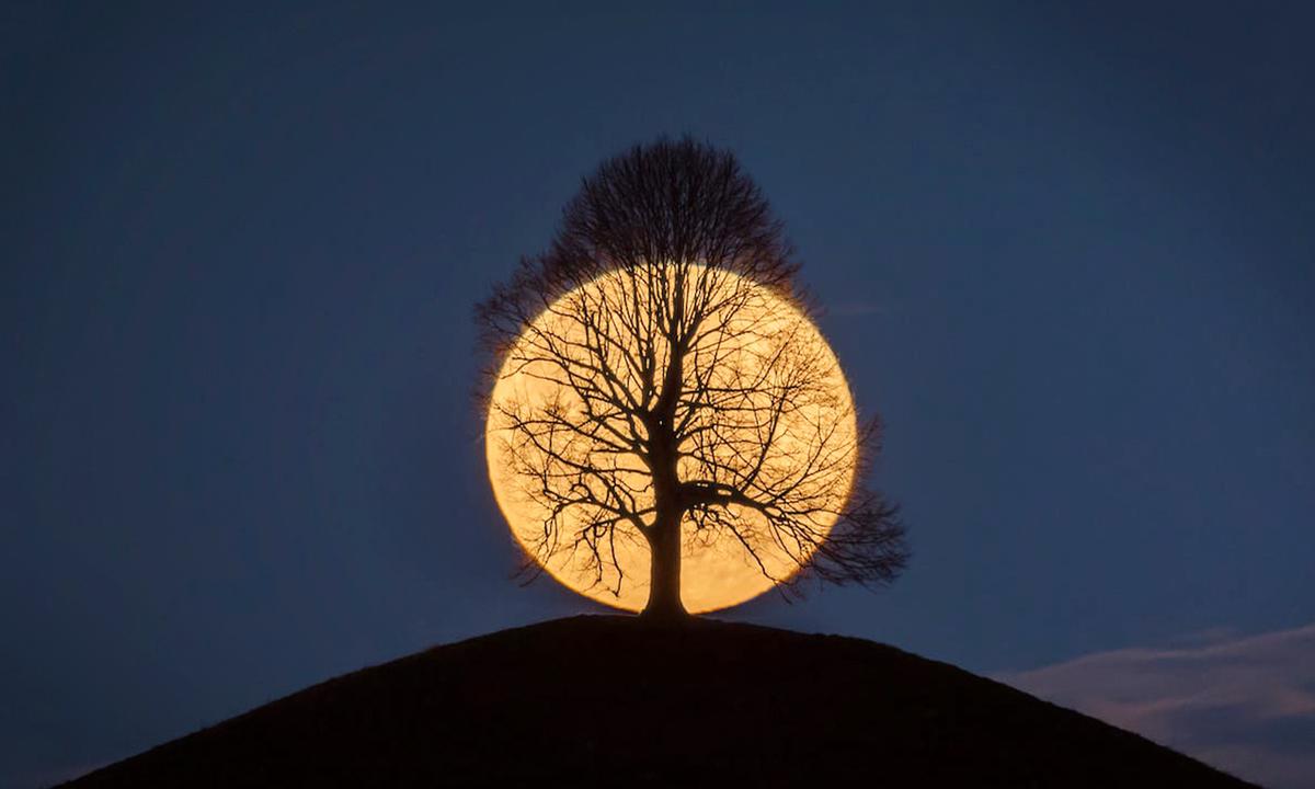 Photo of Full Moon Behind Leafless Tree Went Viral–and Photographer Shares Story Behind It