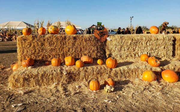 Pumpkins at Cool Patch Pumpkins in Dixon, Calif., on Oct. 24, 2020. Visitors can pick pumpkins from the patch or choose from pre-picked ones in the plaza near the hay. (Ilene Eng/The Epoch Times)