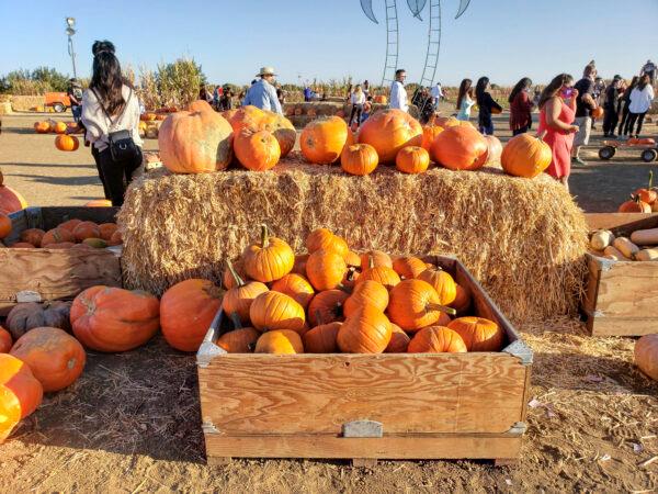 A variety of pumpkins for visitors to choose from and buy at the plaza at Cool Patch Pumpkins in Dixon, Calif., on Oct. 24, 2020. (Ilene Eng/The Epoch Times)