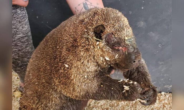 Porcupine Reunites With Mate After Washington Wildfire Rescue, Recovery Story Gives Hope