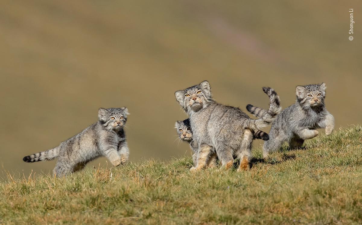 This rare scene of playful Pallas’s cats took six years to capture. "When Mother Says Run," by Shanyuan Li (Courtesy of Shanyuan Li/Wildlife Photographer of the Year)
