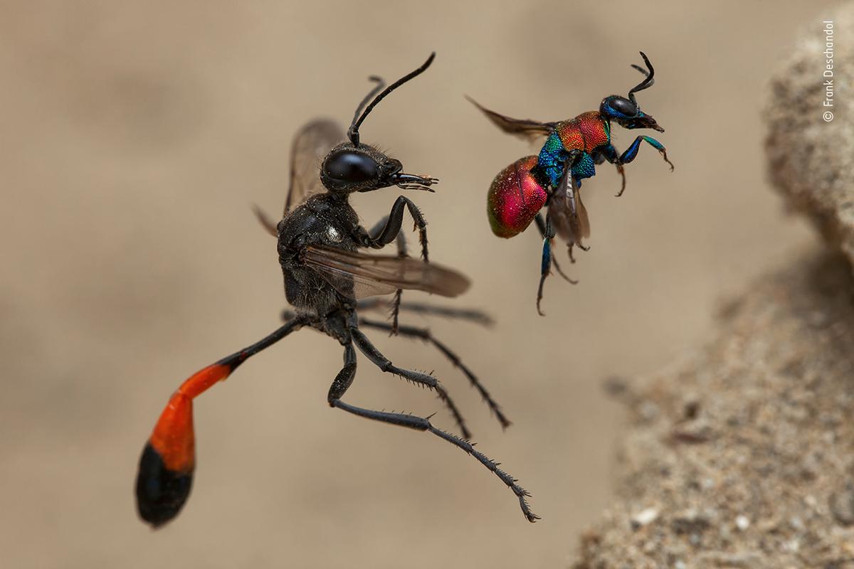 "A Tale of Two Wasps," by Frank Deschandol (Courtesy of Frank Deschandol/Wildlife Photographer of the Year)