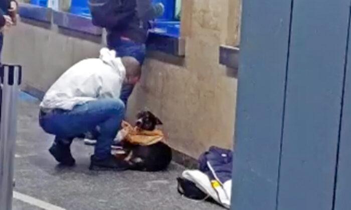 Kindhearted Man Takes Off His Shirt and Gives It to a Stray Dog Shivering in the Cold
