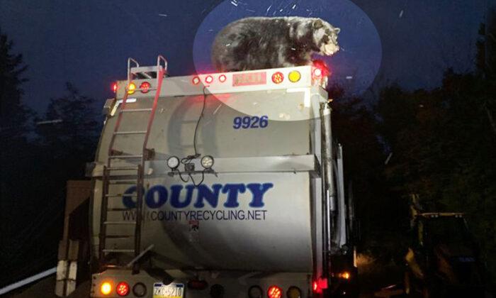 Sanitation Workers Discover Live Black Bear Riding on Garbage Truck in Search of Grub