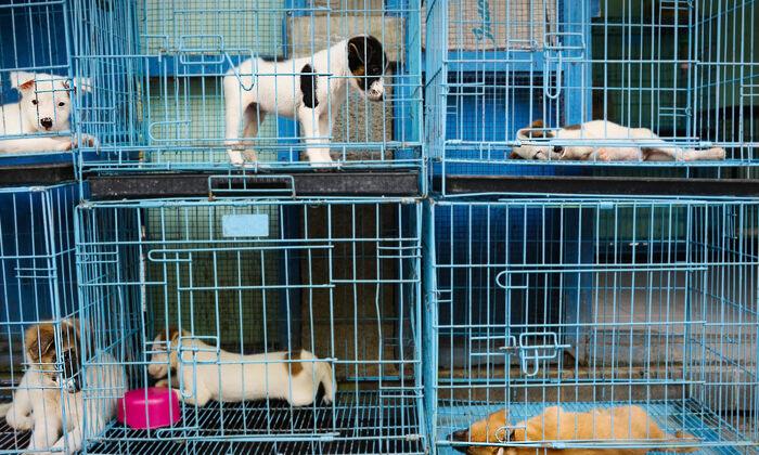 Florida Dog Rescue Charters Flight to Rescue More Than 120 Dogs From Puerto Rico