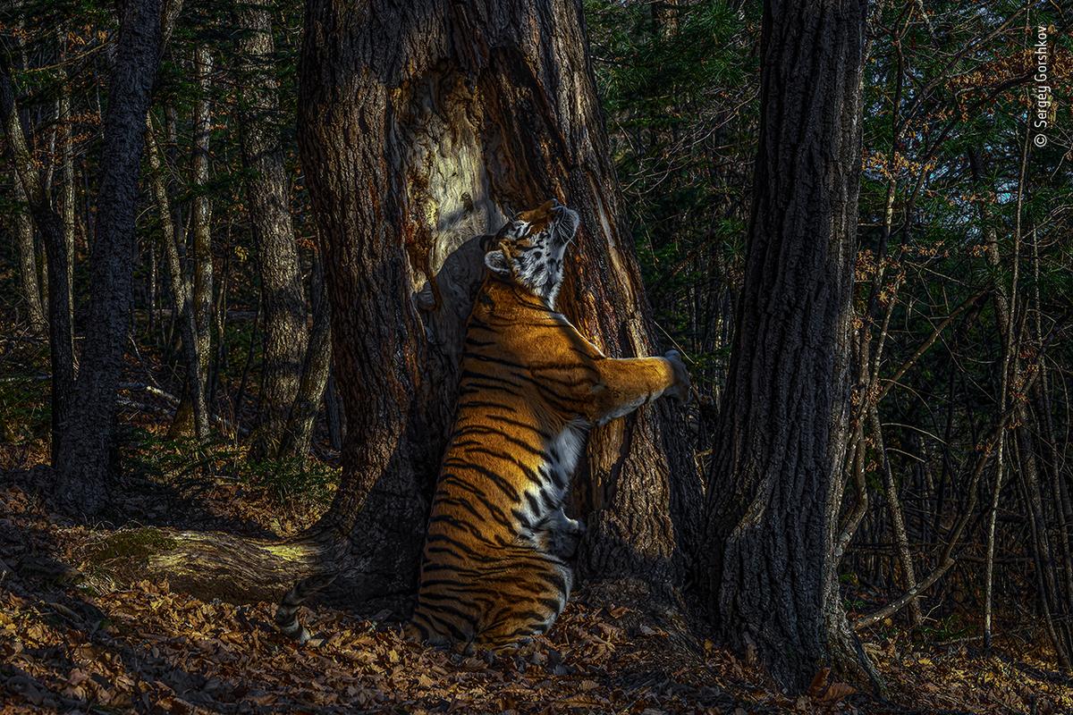 "The Embrace," by Sergey Gorshkov (Courtesy of <a href="https://www.facebook.com/gorshkov.photo/">Sergey Gorshkov</a>/Wildlife Photographer of the Year)
