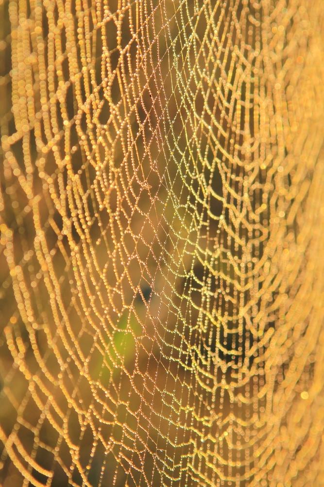 A golden orb spider cobweb. (Stacey Ann Alberts/Shutterstock)
