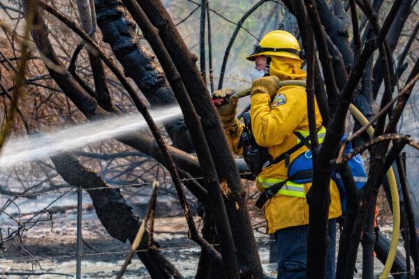 A firefighter stands amid charred trees while battling the Blue Ridge Fire in Yorba Linda, Calif., on Oct. 27, 2020. (John Fredricks/The Epoch Times)
