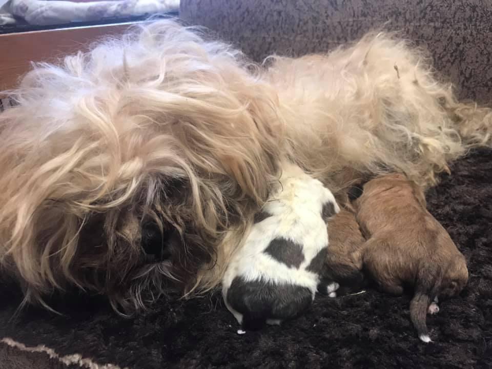 A mama dog with her puppies that had arrived at the shelter. (Courtesy of <a href="https://www.facebook.com/Deltaanimalshelter.nokill/">Delta Animal Shelter</a>)
