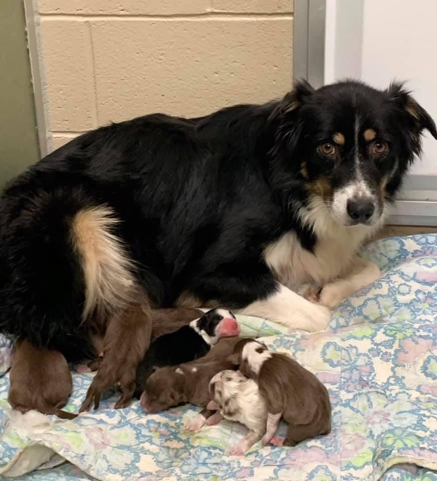 Agatha with her litter of seven of puppies. (Courtesy of <a href="https://www.facebook.com/Deltaanimalshelter.nokill/">Delta Animal Shelter</a>)