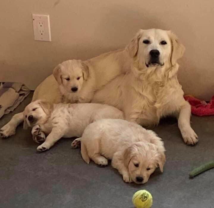 The six-week transformation of mama Macy and her puppies. (Courtesy of <a href="https://www.facebook.com/Deltaanimalshelter.nokill/">Delta Animal Shelter</a>)