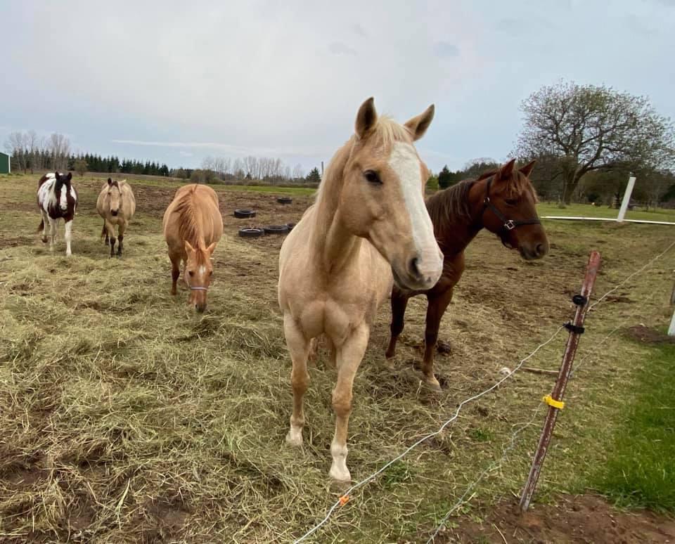 Some of the rescued horses. (Courtesy of <a href="https://www.facebook.com/Deltaanimalshelter.nokill/">Delta Animal Shelter</a>)