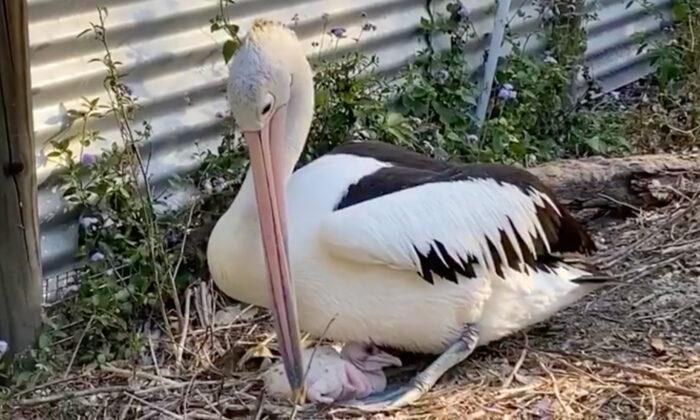 Rescued Pelican That Tried to Hatch Eggs for Six Years Becomes a Dad After Getting Some Help