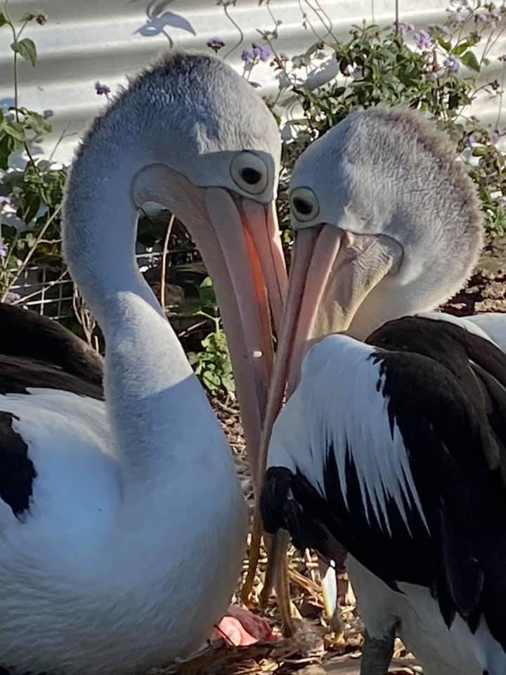 (Courtesy of <a href="https://www.facebook.com/twinniespelicans/">Twinnies Pelican and Seabird Rescue</a>)