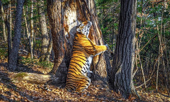 Stunning Image of Tigress Hugging a Tree Wins Wildlife Photographer of the Year 2020