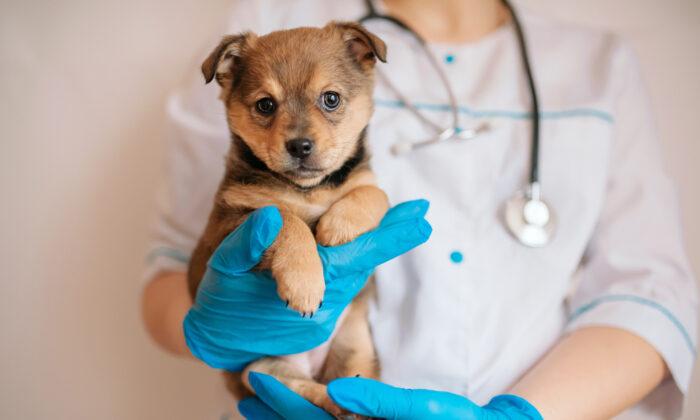 Ask the Vet: Don’t Ignore Your Dog’s Animal Hospital Aggression