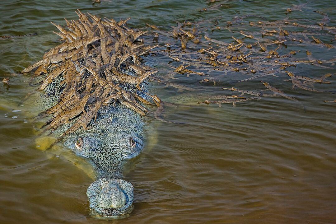 Photo of Father Crocodile Carrying Over 100 Baby Crocs on His Back Is a Really Great Sign