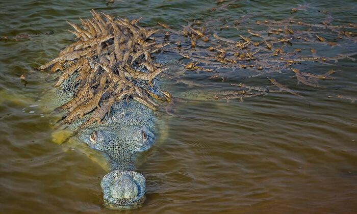 Photo of Father Crocodile Carrying Over 100 Baby Crocs on His Back Is a Really Great Sign