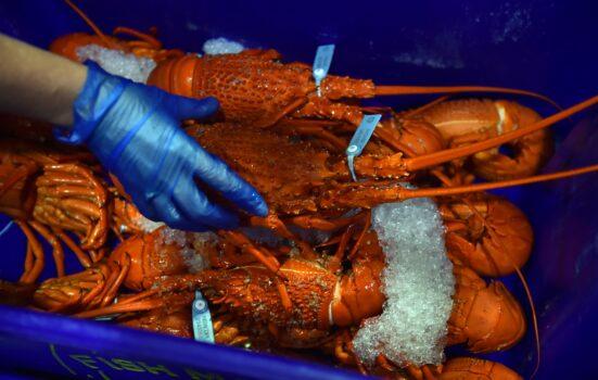 Cooked lobsters for sale in the auction house at the Sydney Fish Market in Sydney, Australia, on Dec. 23, 2014. (Peter Parks/AFP via Getty Images)
