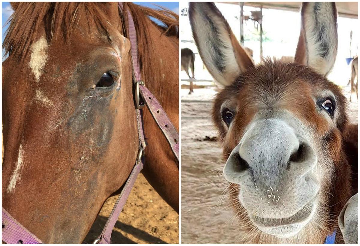 (L) Tony the horse and (R) a donkey that Lucy Fensom has helped in her sanctuary. (Caters News)