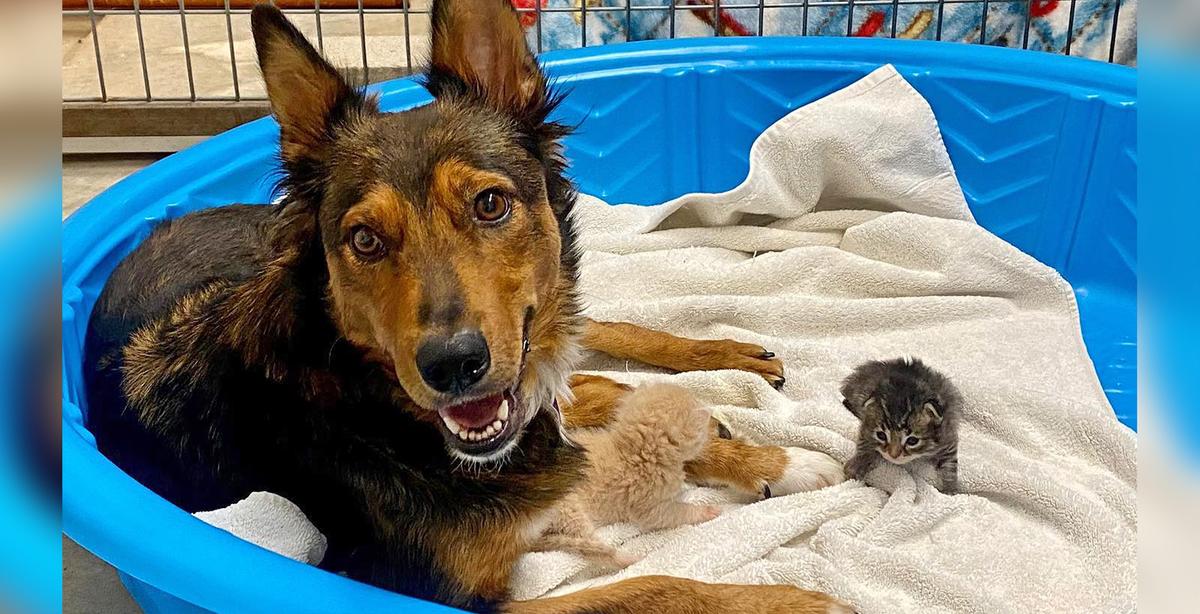 Rescued Dog 'Adopts' Orphaned Kittens After Losing Her Premature Puppies