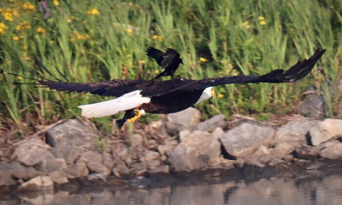 Photographer Captures Red-Winged Blackbird Riding on Bald Eagle’s Back