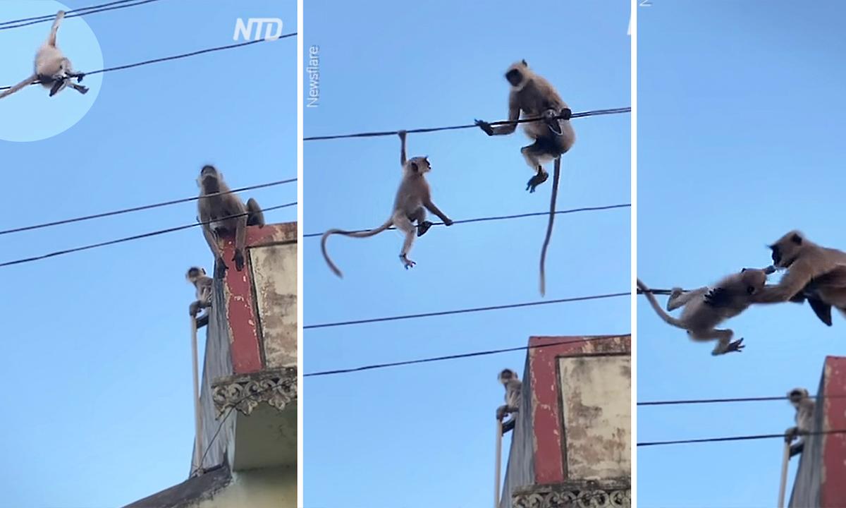 Heart-Stopping Video: Monkey Risks Its Life to Save Her Baby Trapped on Powerlines
