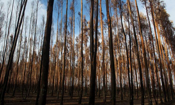 Beijing Targets Timber and Barley as Bullying Tactics Continue Against Australia