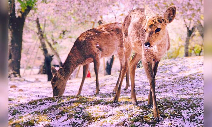 Photographer Captures Video of Japanese ‘Bowing’ Deer in Surreal Cherry Blossom Scenery