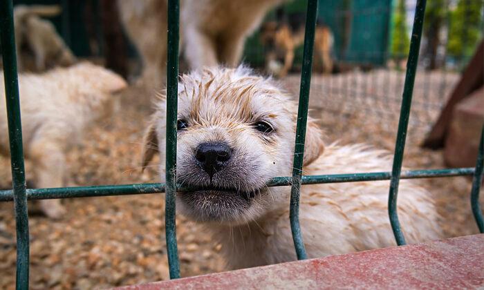 San Antonio Targets ‘Puppy Mills,’ Banning Pet Stores From Selling Commercially Bred Dogs & Cats