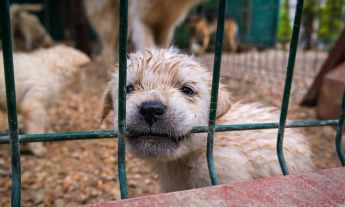 San Antonio Targets 'Puppy Mills,' Banning Pet Stores From Selling Commercially Bred Dogs & Cats
