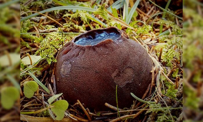 Spooky ‘Witches Cauldron’ Mushrooms Discovered in Forest in New Brunswick
