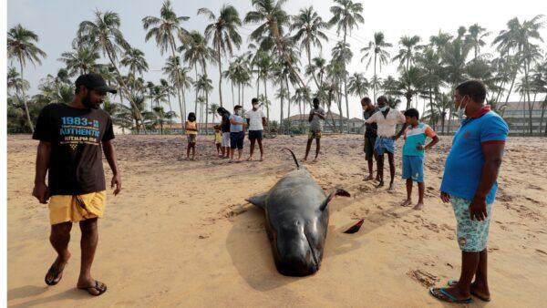 People look at a dead pilot whale after being stranded on a beach in Panadura, Sri Lanka, on Nov. 3, 2020. (Dinuka Liyanawatte/Reuters)