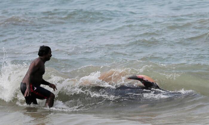 Sri Lankan Navy, Villagers Rescue More Than 100 Stranded Whales
