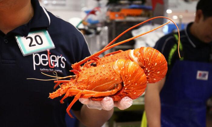 Australia Pauses Lobster Exports Amid China Customs Dispute