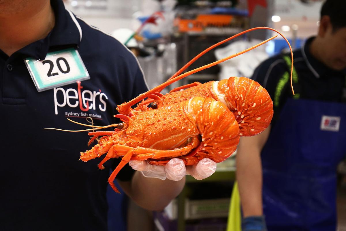 Australia Pauses Lobster Exports Amid China Customs Dispute