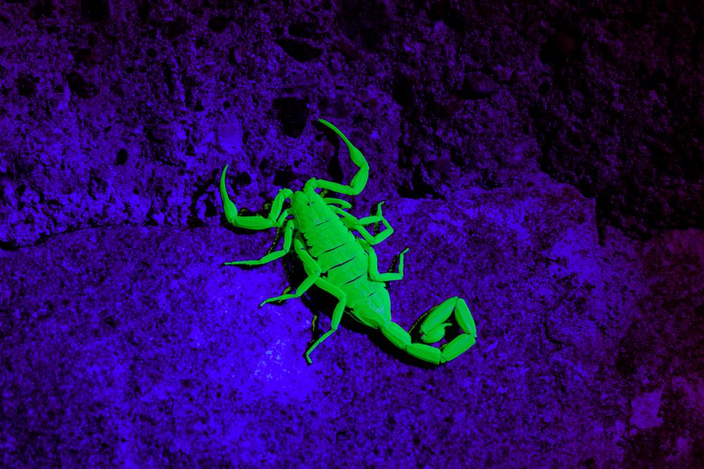 Arizona bark scorpion glowing under ultraviolet light (IrinaK/Shutterstock)