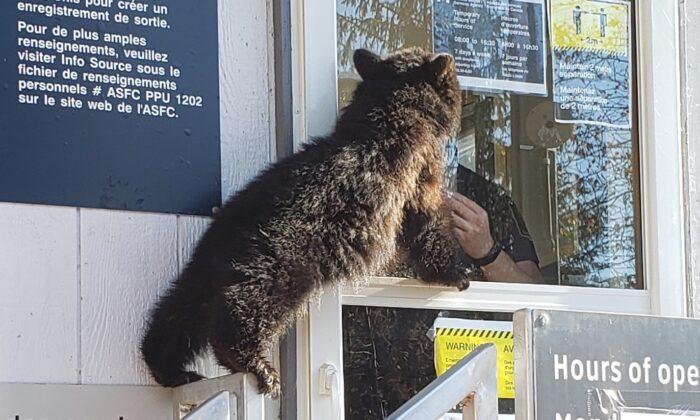 Bear Cub Tries to Cross Canada-U.S. Border