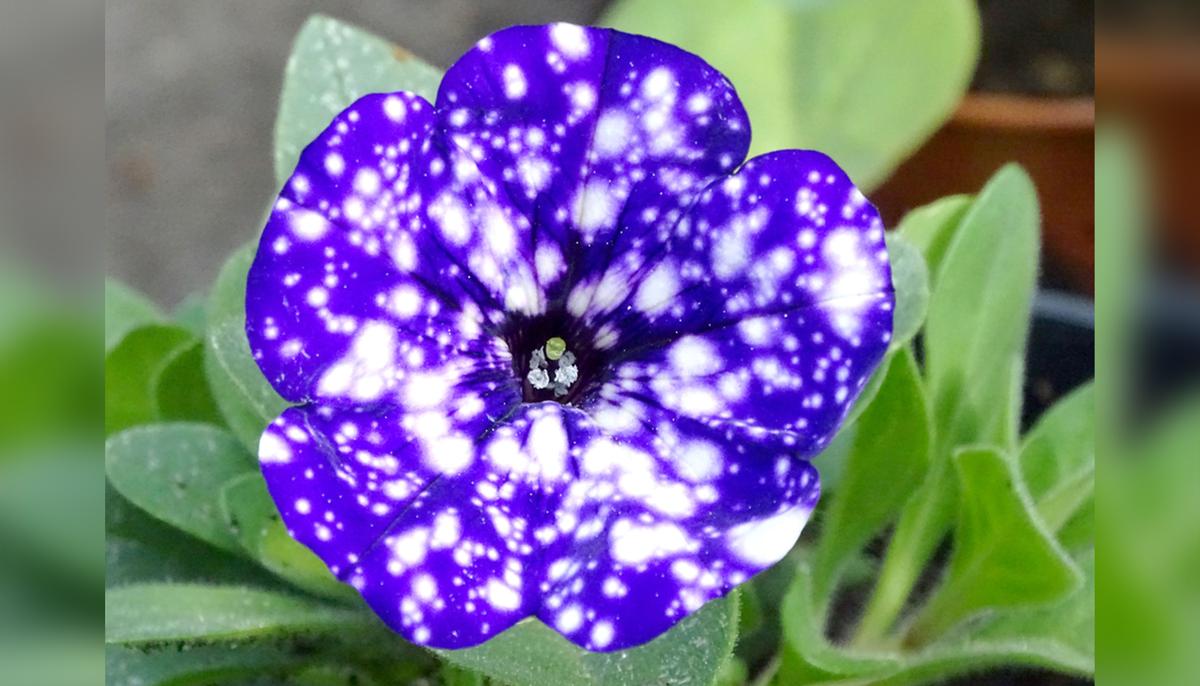 'Galaxy Flowers' Can Add Cosmic Magic to Your Garden With This Planting Hack