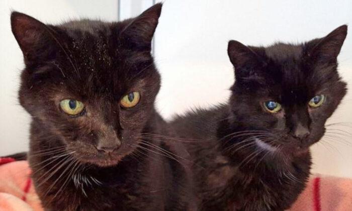 Britain’s Oldest Cat Brothers, 21, Find Home Together After Massive Social Media Campaign
