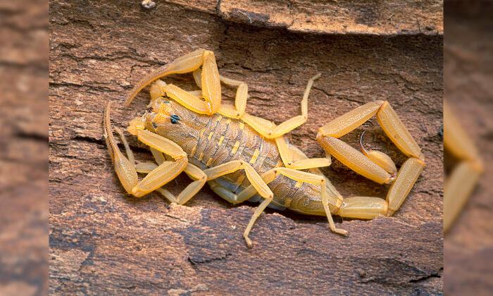Experts Warn Arizonans to Watch Out for the Most Venomous Scorpion in the US