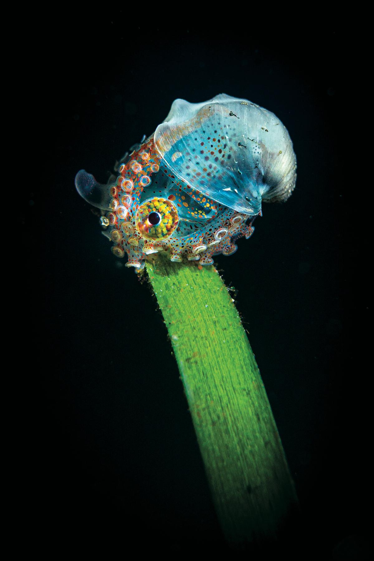 1st place, Compact Camera (Courtesy of Tobias Friedrich/<a href="https://www.scubadiving.com/scuba-diving-magazines-2020-underwater-photo-contest-winners">Scuba Diving magazine</a>)