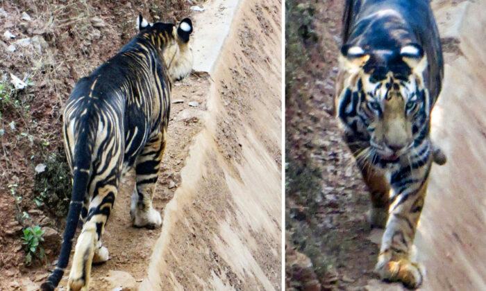 Extremely Rare ‘Black’ Tiger Caught on Camera, Only Six Exist in the Wild