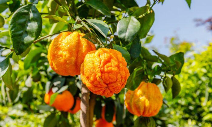 Benefits of Bitter Orange Essential Oil for Anxiety and Sleep