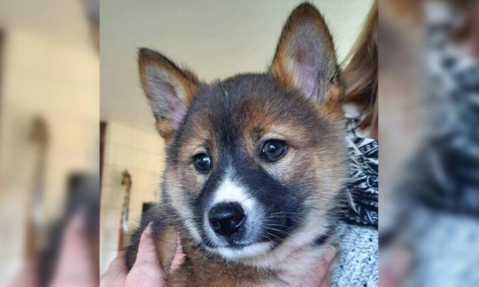 Rescued Baby ‘Koala’ Turns Out to Be Ultra-Rare Purebred Alpine Dingo Puppy
