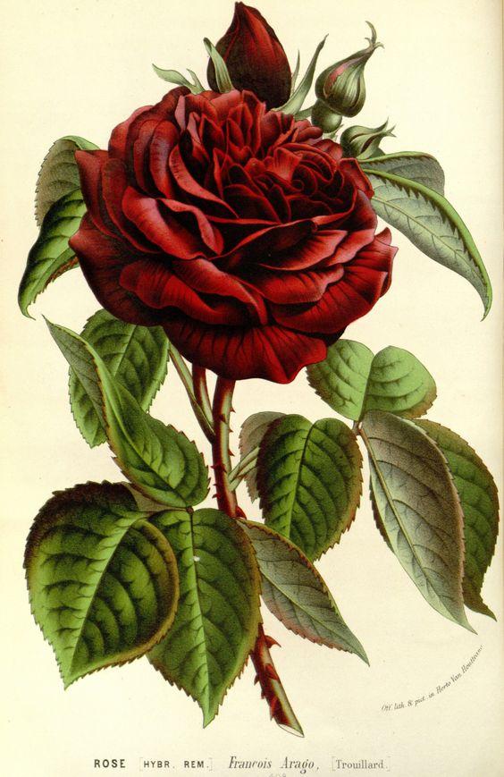 Illustration of a rose by Ludwig van Houtte. (Public Domain)